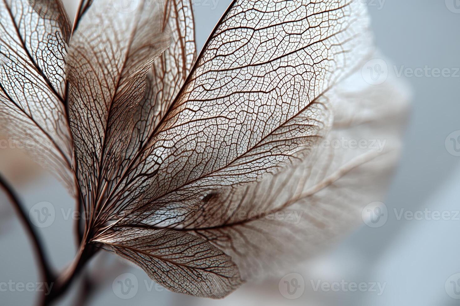 Delicate skeletonized leaves with intricate vein patterns, showcasing a translucent, organic structure. The soft focus background contrasts the detailed texture of the leaves elegantly photo
