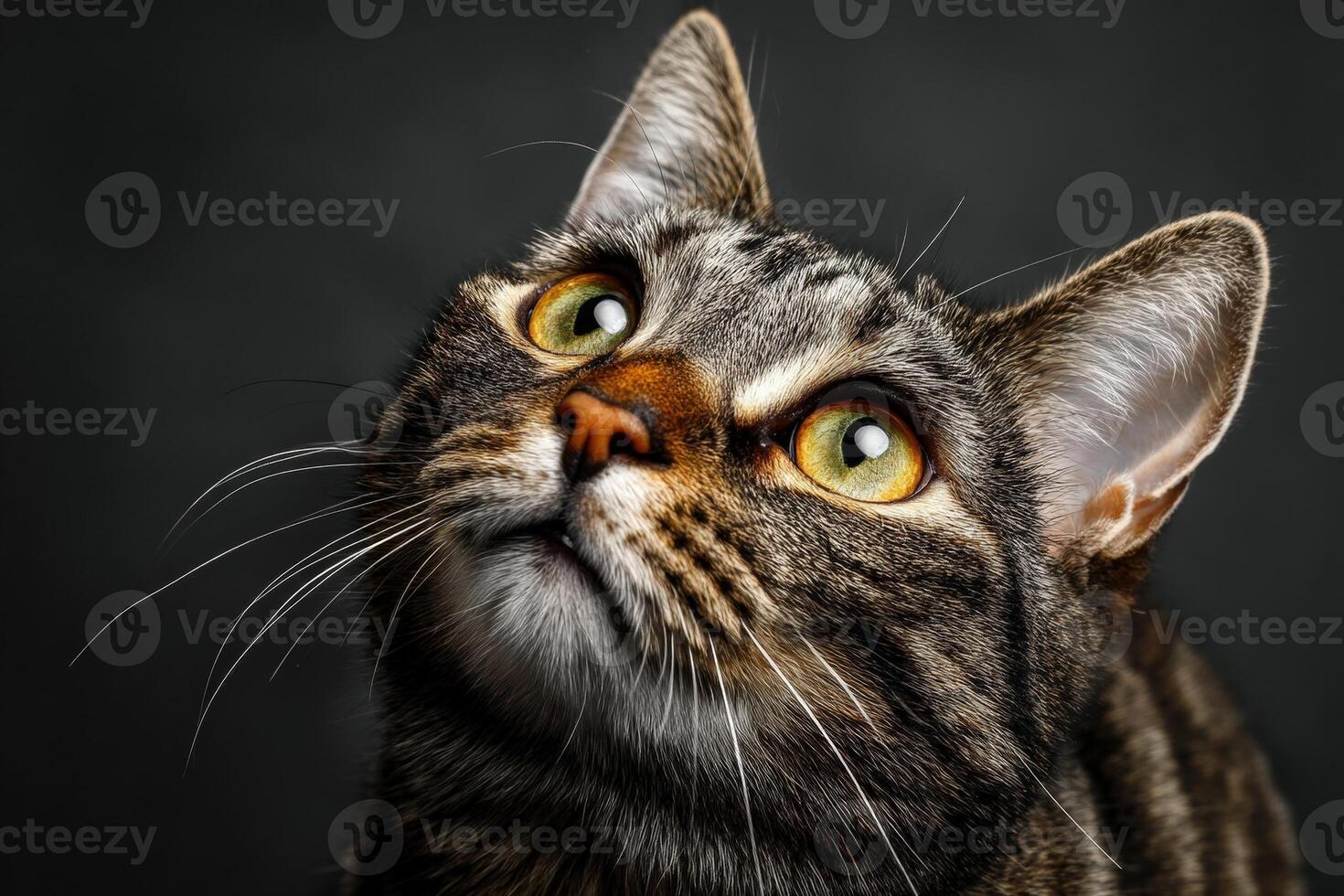 Close-up of a tabby cat with striking yellow eyes gazing upward. The detailed fur pattern and attentive expression create a captivating and focused mood, highlighting its alertness photo