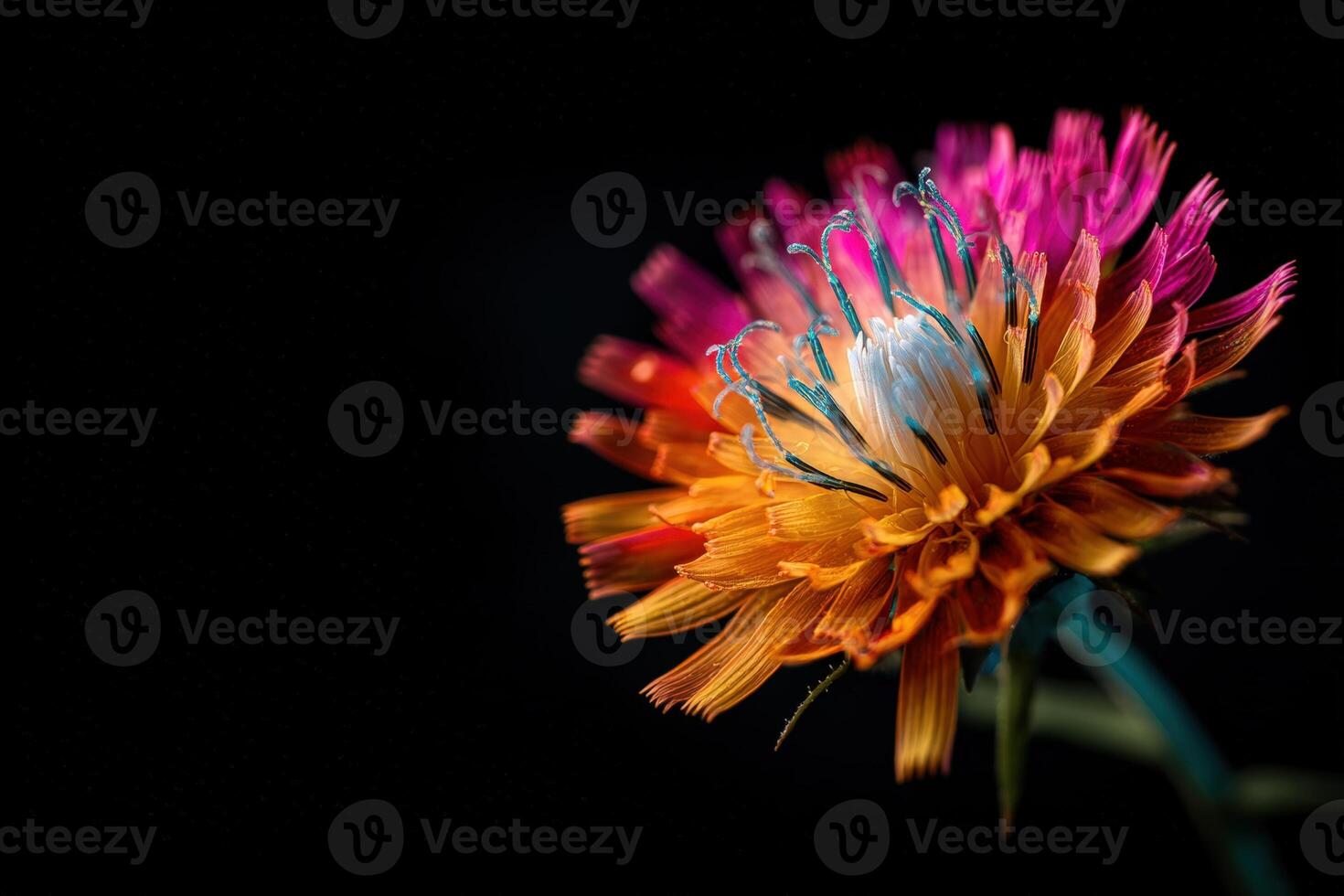 Colorful flower with vibrant petals in shades of pink, orange, yellow, and red. The intricate details and bright colors stand out sharply against a black background, creating a stunning visual photo
