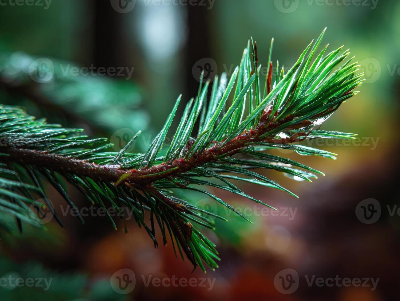 Close-up of a green pine branch, needles covered in glistening droplets, with a blurred forest background. The focus highlights the vibrant color and texture of the pine needles photo