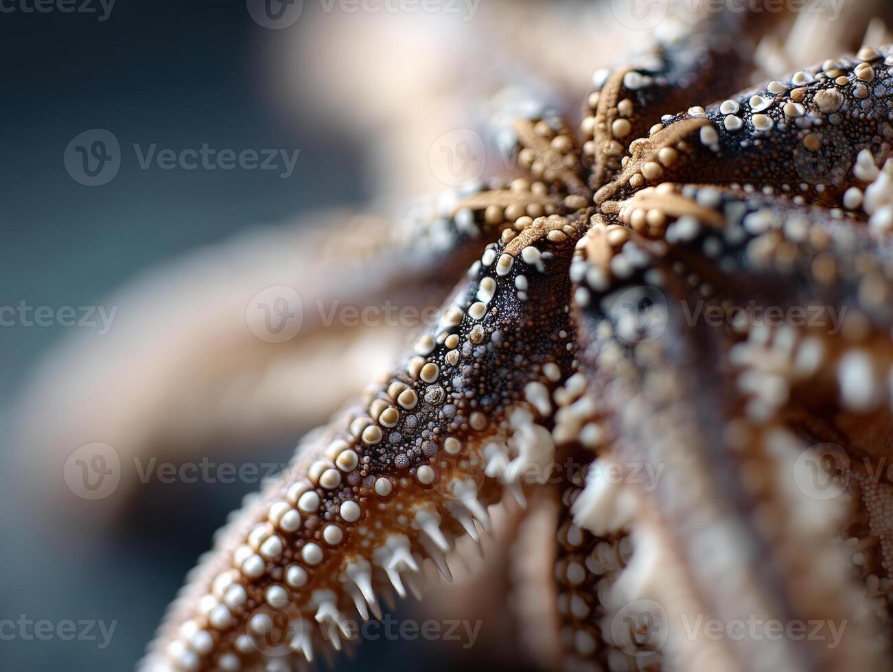 Starfish with intricate textures in close-up view, showcasing detailed patterns and colors on its arms, creating an abstract and natural composition, with focus on surface detail photo
