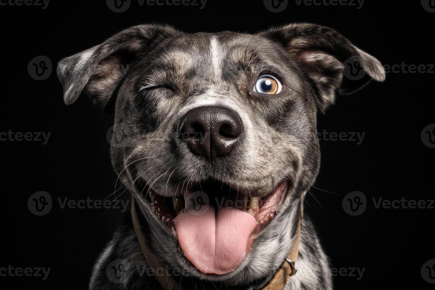 Smiling dog with one eye winking, tongue out, and a unique heterochromatic eye on the other side. The dog is wearing a collar. Lighting highlights its playful expression photo