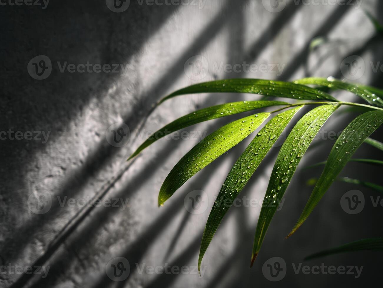 Green leaves with water droplets lit by sunlight, casting shadows on a textured surface with linear patterns. Emphasizes details of nature, light, and shadow interplay photo