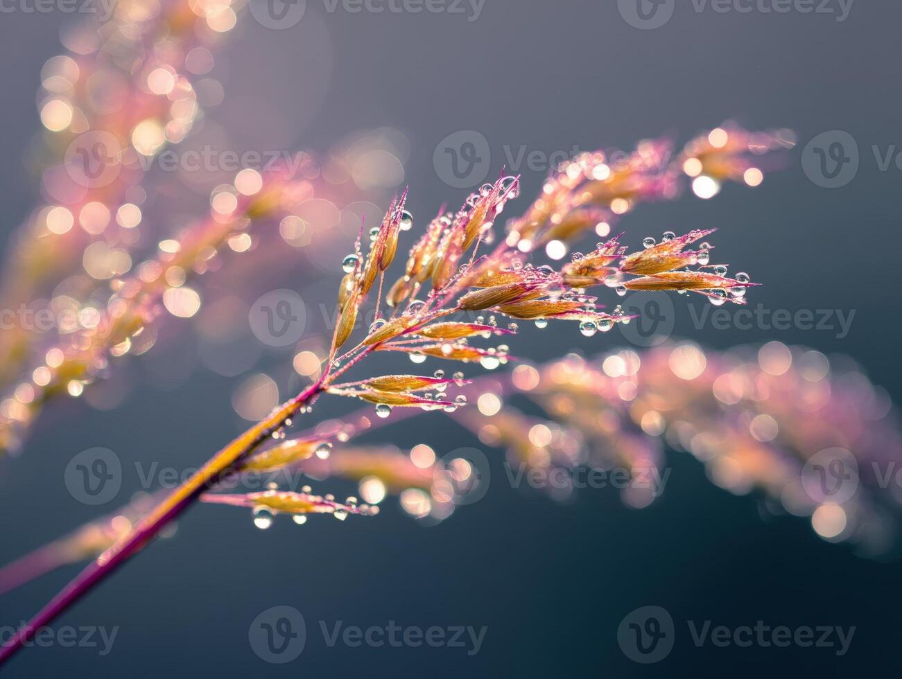 Delicate grass with dewdrops glistens in soft focus. Vibrant purple and gold hues create a dreamy, ethereal effect with bokeh in the background, enhancing the serene mood photo