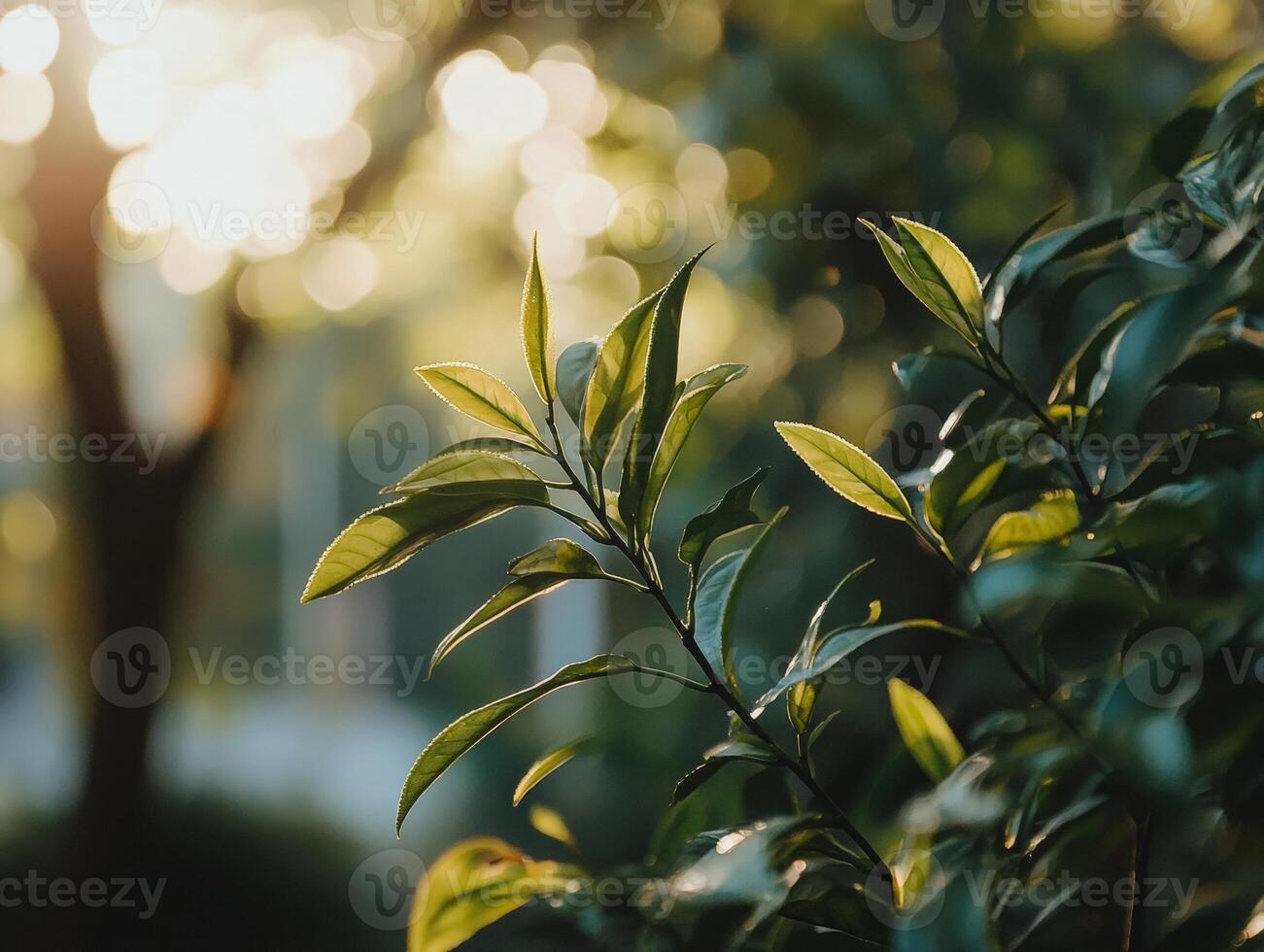 Sunlight gently filters through glossy green leaves with a bokeh effect creating a peaceful, natural ambiance. The play of light and shadow highlights the leaves' vibrant texture photo