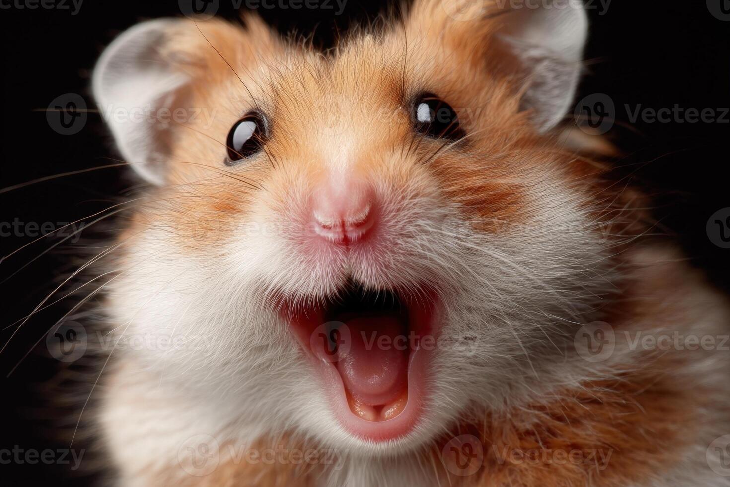 Close-up of a hamster with a surprised expression, mouth open, showing its cute face with fluffy fur and big eyes. Its small pink nose and whiskers add to its adorable appearance photo