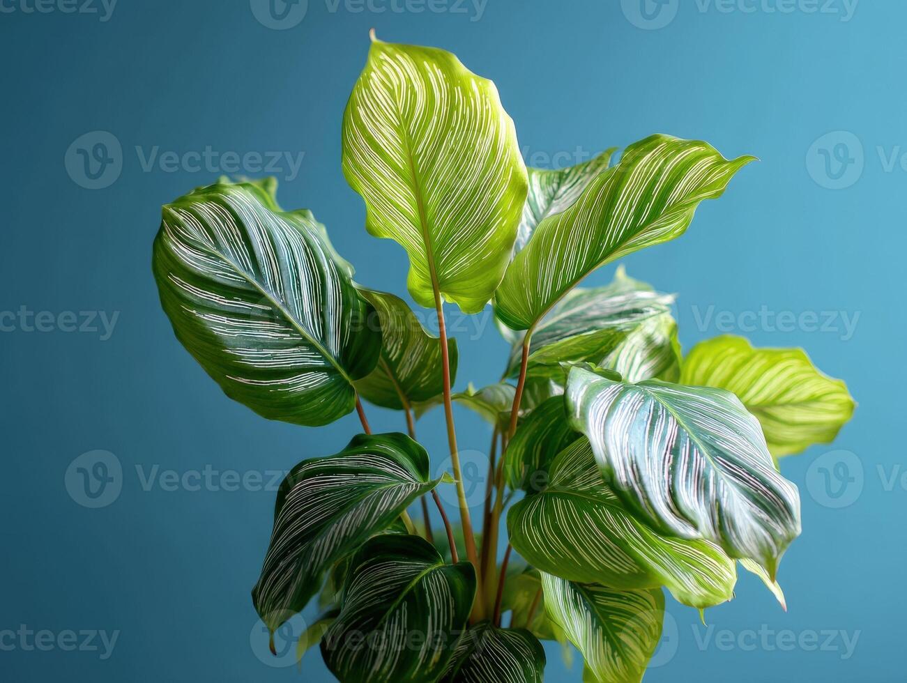 Vibrant green leaves with intricate white veins, each leaf distinct in pattern and shape, exude freshness. The overlapping foliage creates a striking visual display, ideal for decor photo