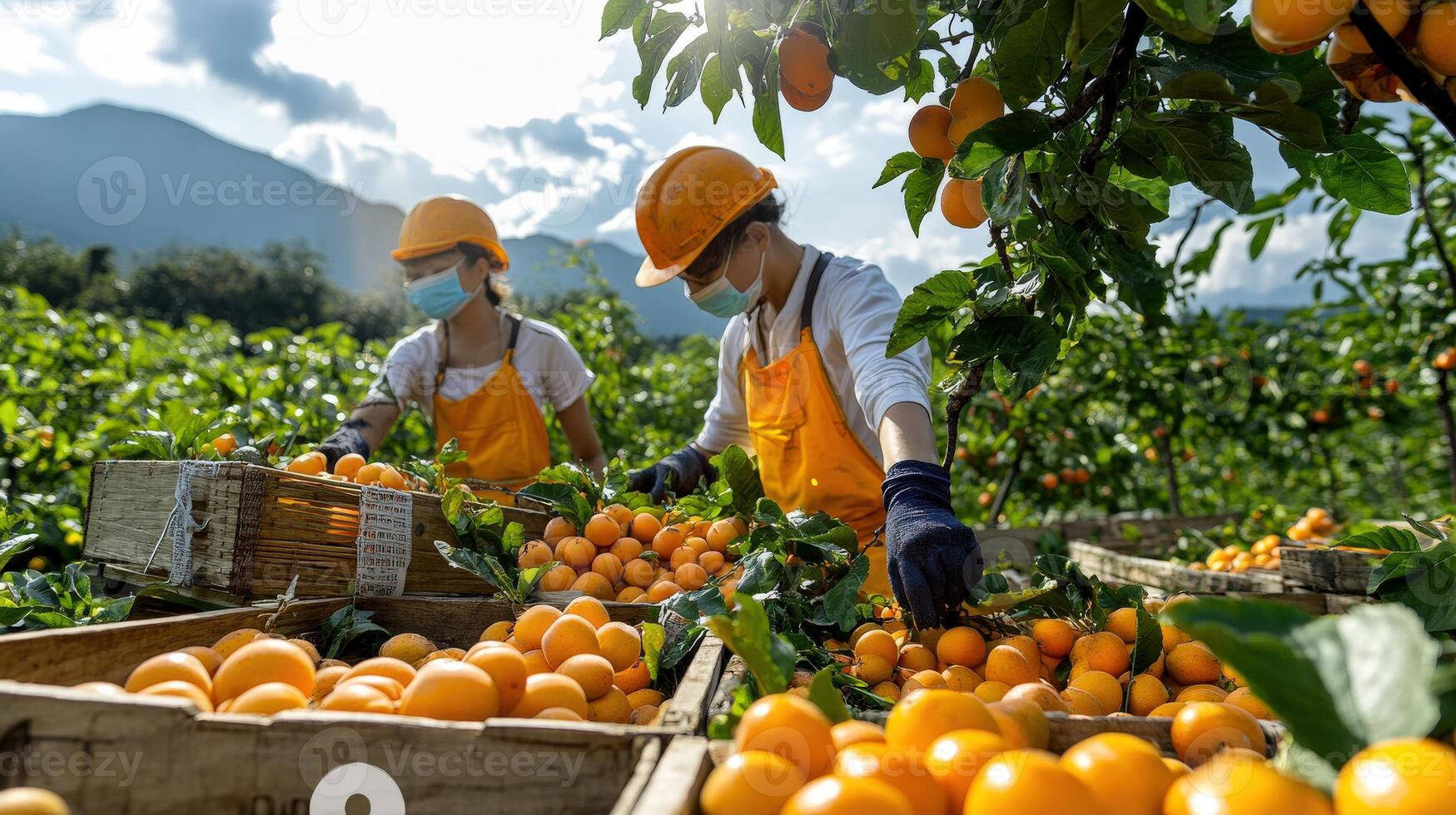 Two people in orange vests picking oranges in a field photo