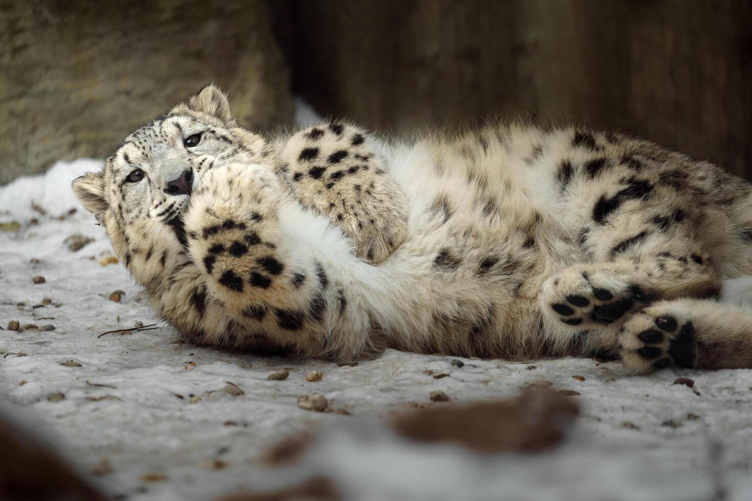 Snow leopard lying on snow photo