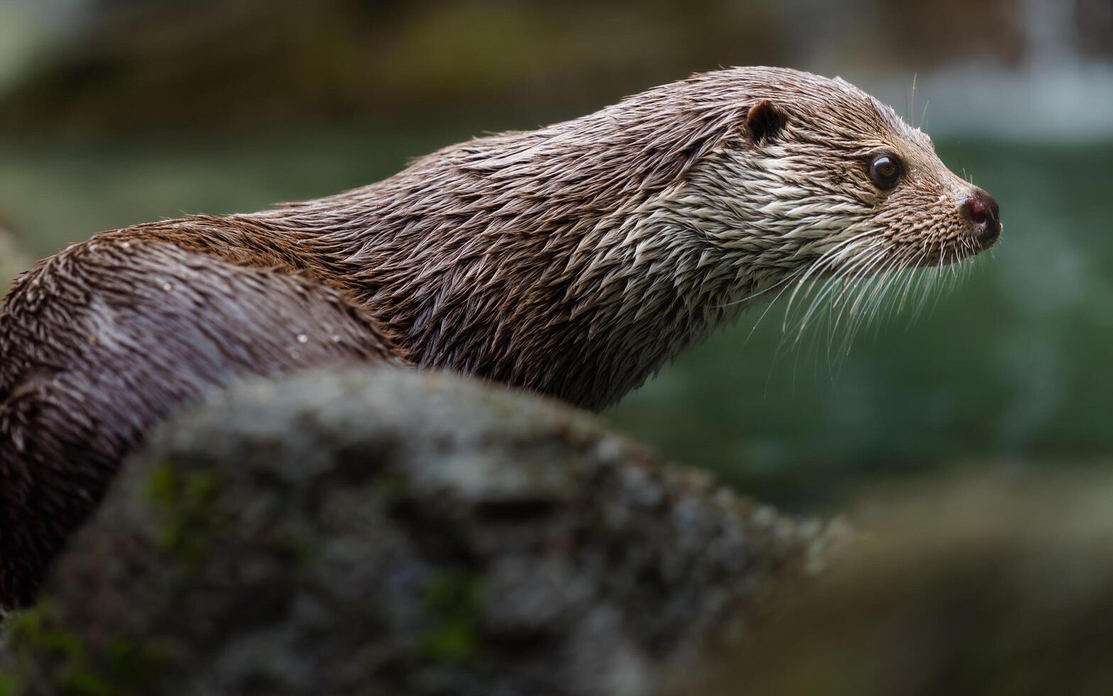 Portrait of Eurasian otter behind stone photo