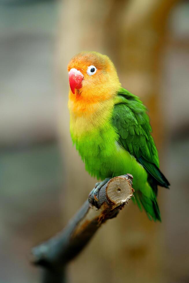 Fischer's lovebird on the branch photo