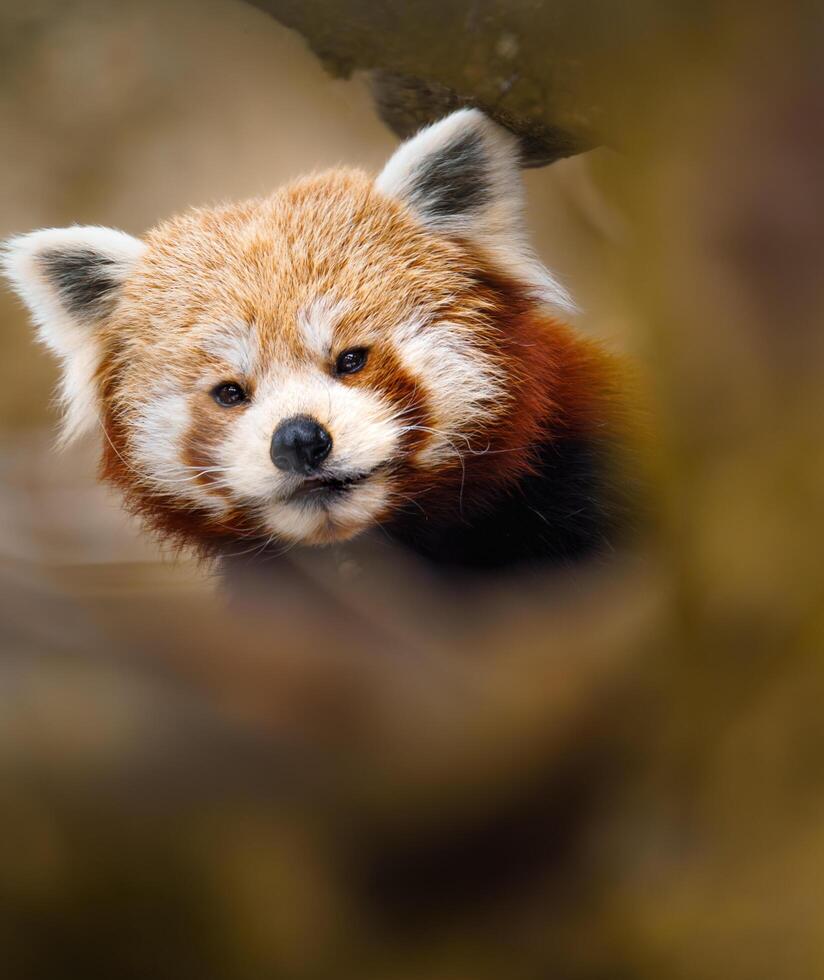 Red panda peeking behind branches photo