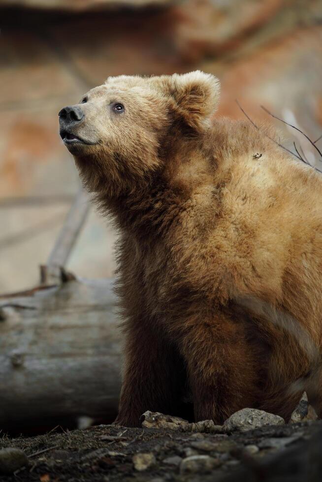 Himalayan brown bear sidelook photo