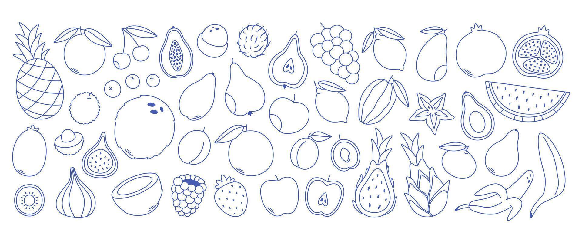 Doodle outline fruits collection. Set of different fruits and berries. Collection of organic vitamins and healthy nutrition vector