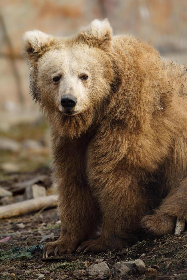 Portrait of Himalayan brown bear photo