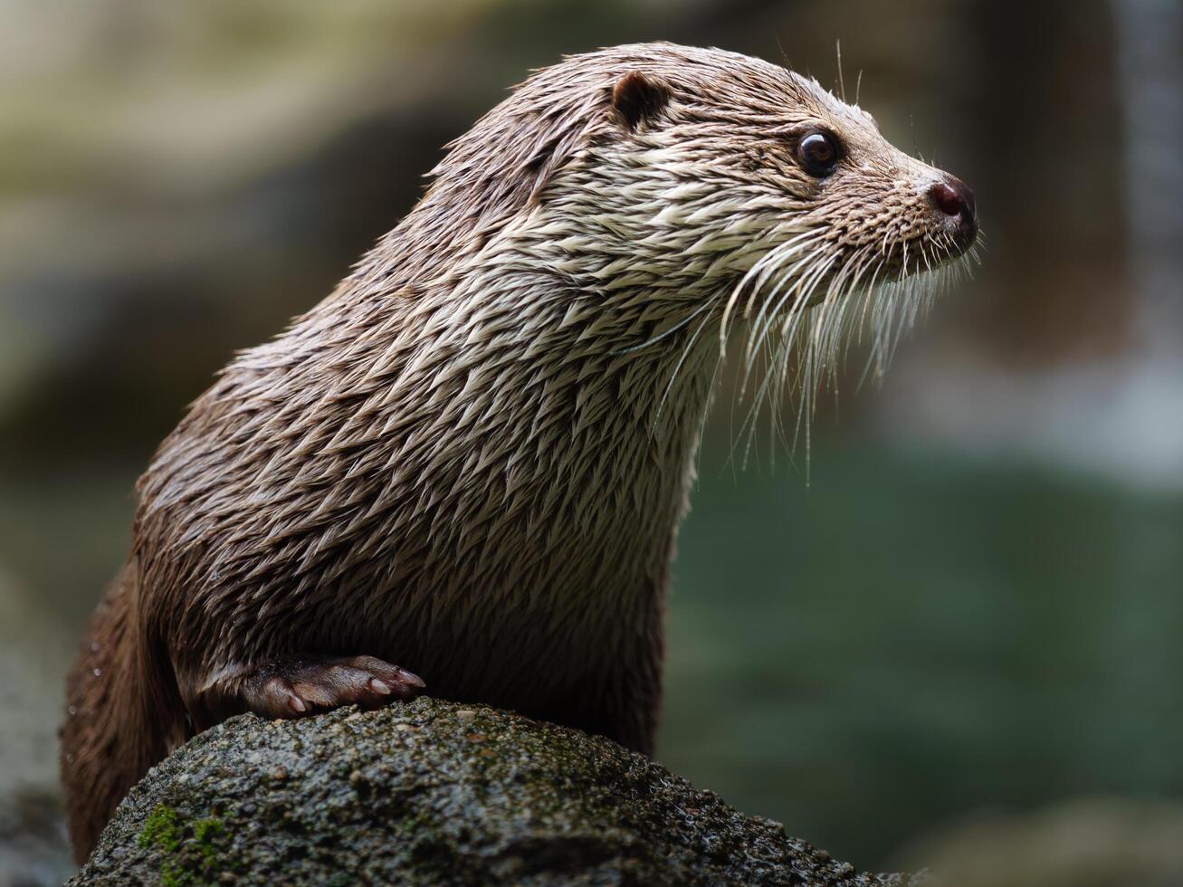 Eurasian otter on stone photo