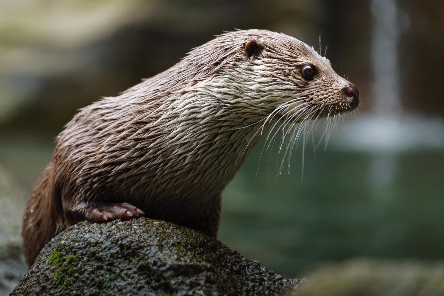 Eurasian otter nearby water photo