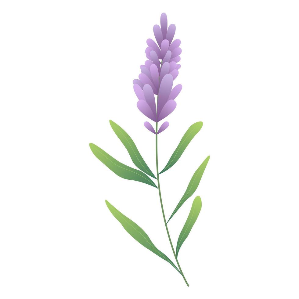 Summer flower, lavender. Botanical art, minimal design element. Flat illustration isolated on white background for summer banners, social media designs vector