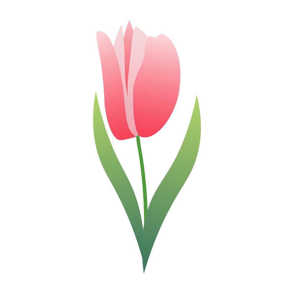 Tulip flower for summer. Minimal botanical illustration, isolated on white background. Perfect for summer banners, social media posts, and design elements vector