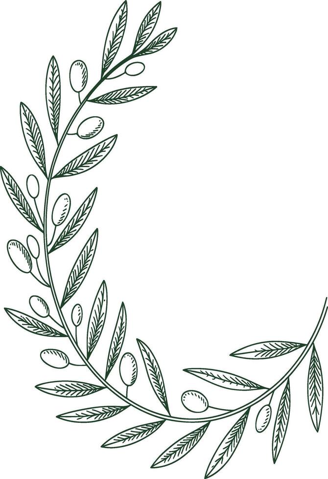 Hand Drawn Olive Tree Branch with Leaves and Fruit Illustration vector