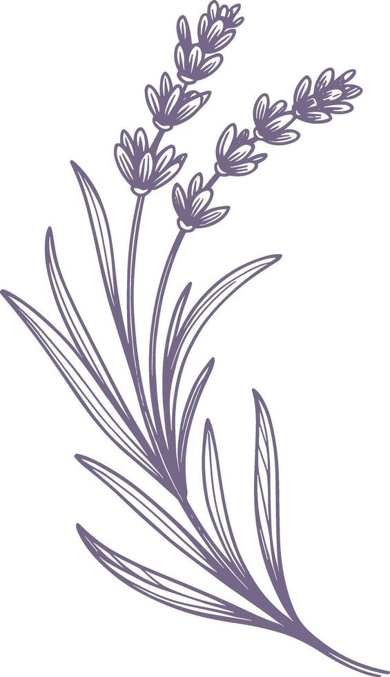 Hand Drawn Lavender Flower Sprig in Purple Ink Illustration vector
