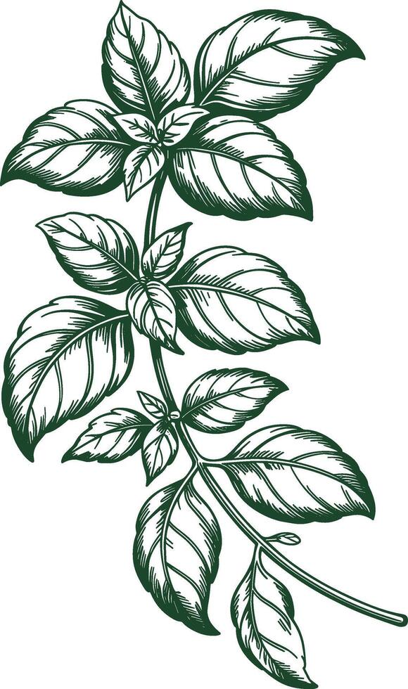 Vintage Fresh Basil Sprig with Detailed Leaves Illustration vector