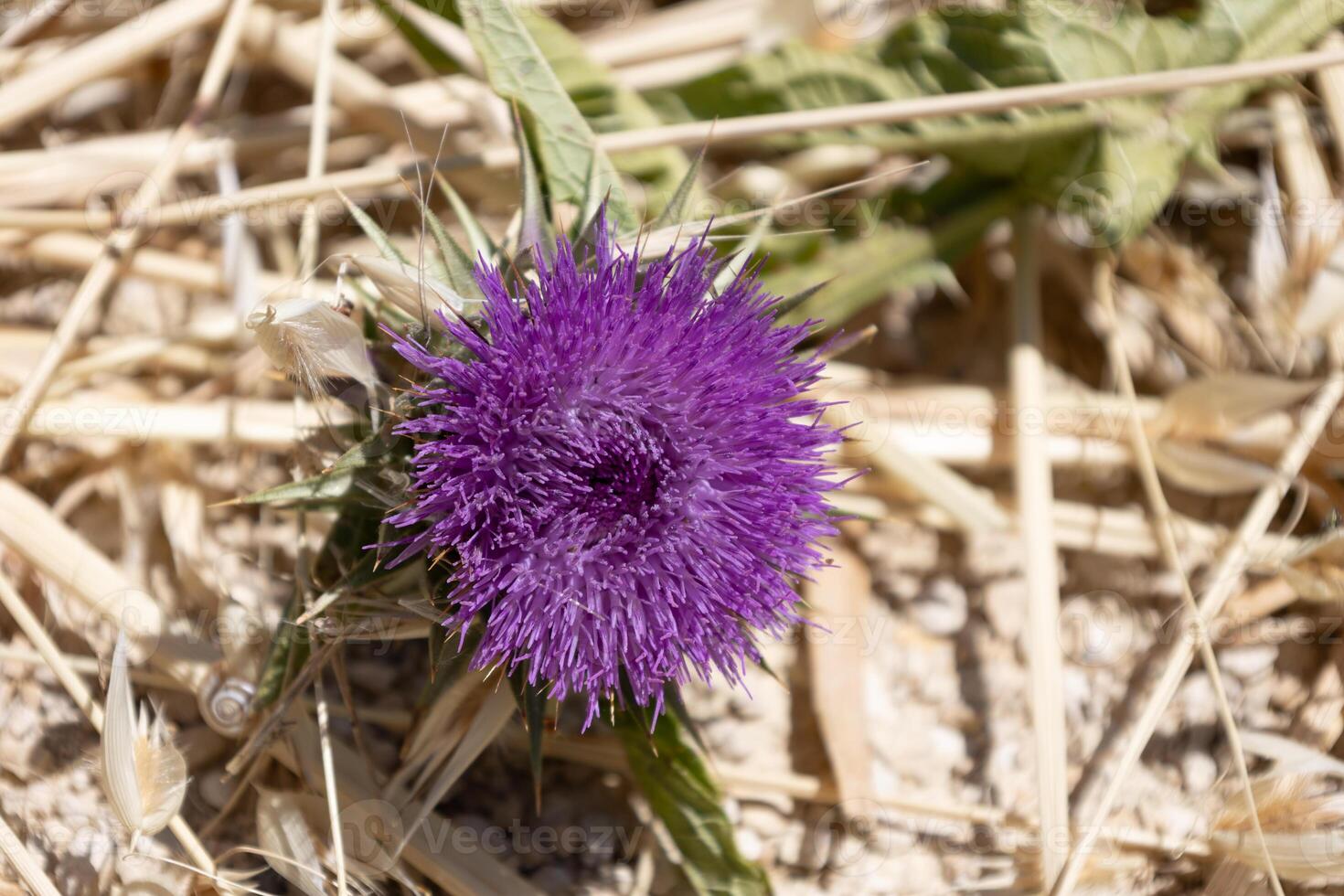 Close-up of a Purple Thistle Flower on Dry Ground photo
