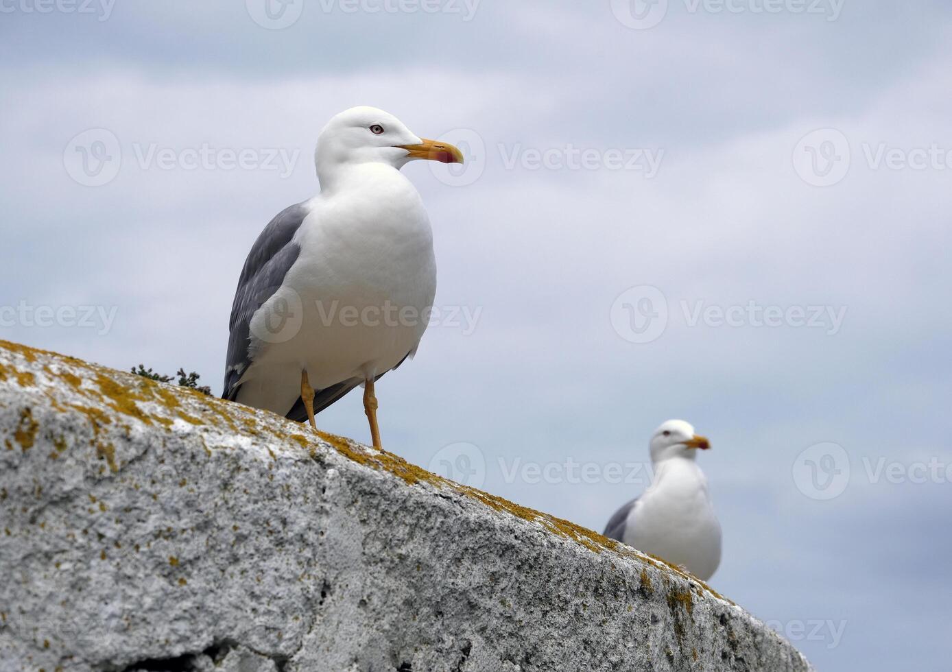 Getting close to two seagulls in Galicia photo