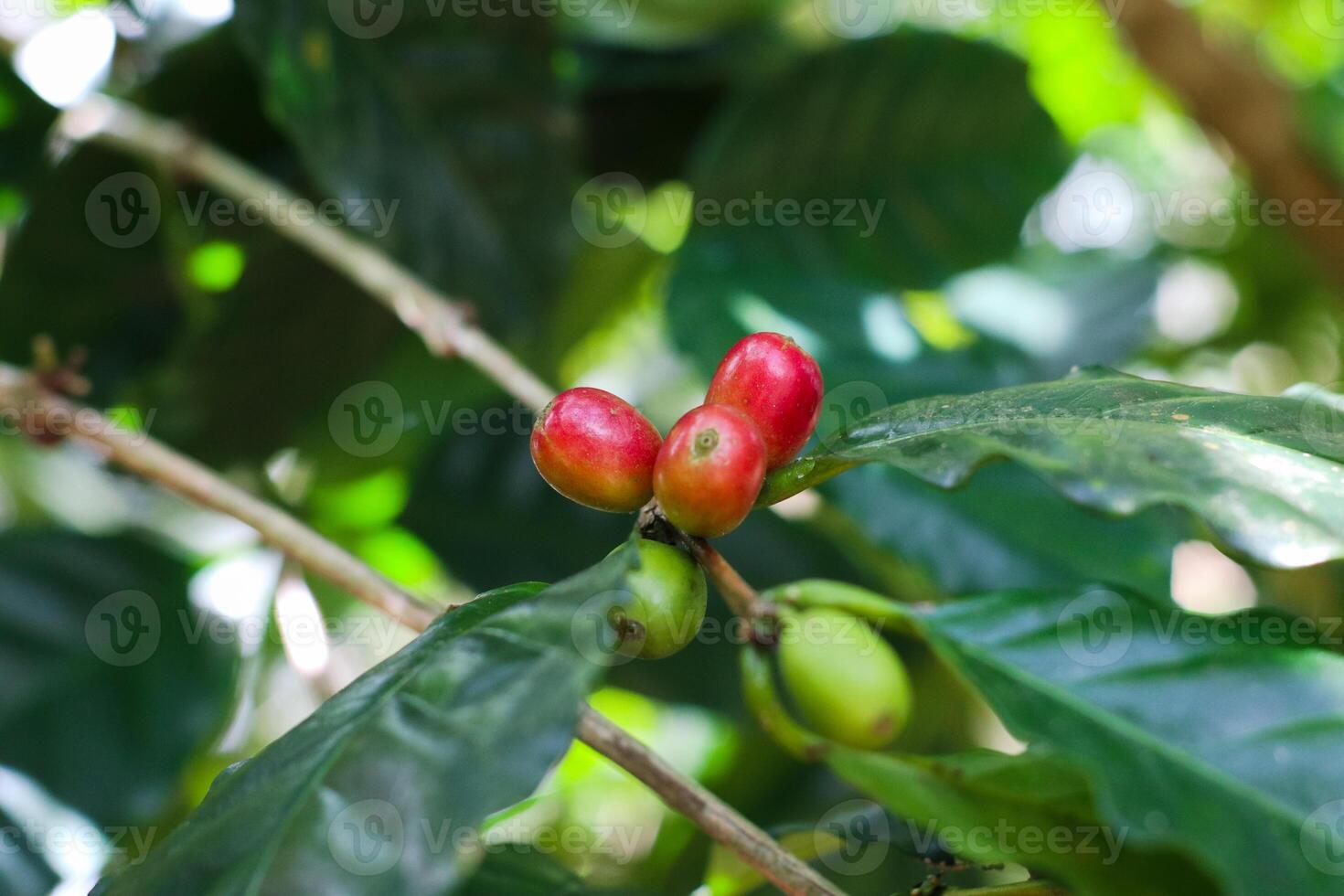 close up view of red coffee cherry on the tree photo