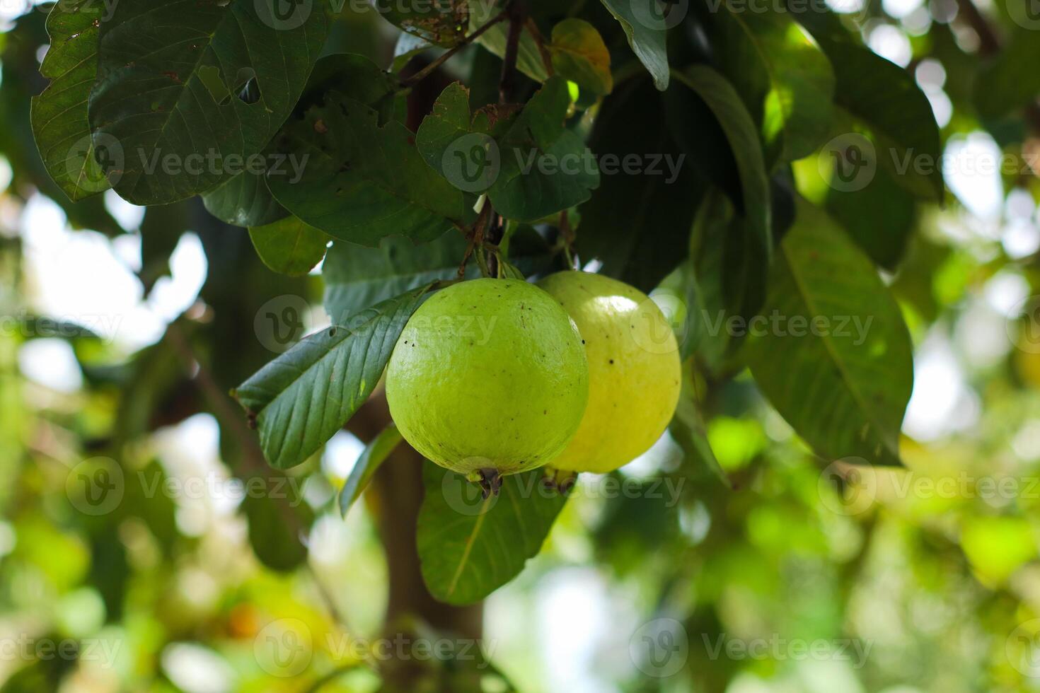 close up of fresh ripe green guava fruits photo