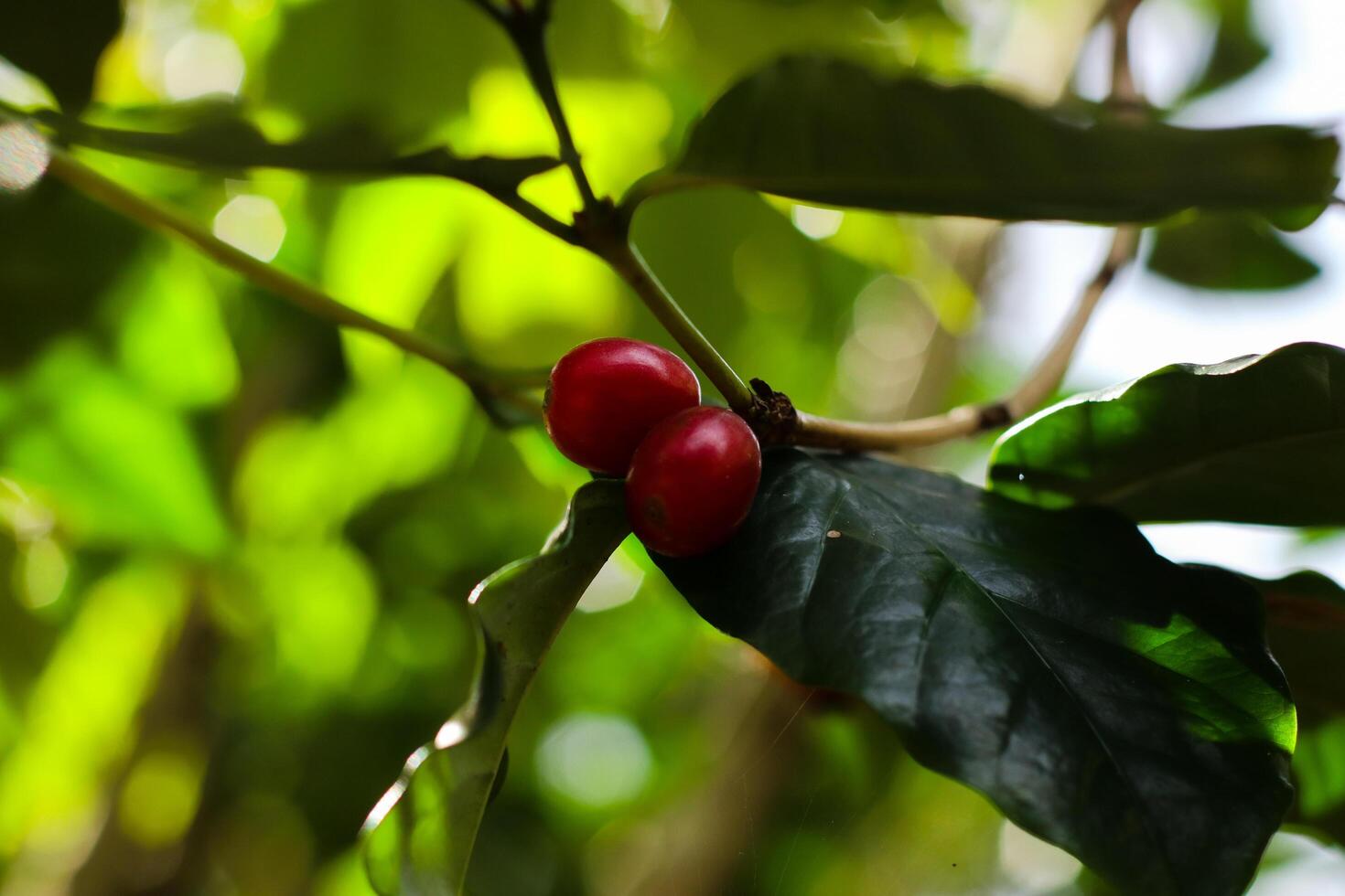 a close up photo of red coffee cherries on the branch