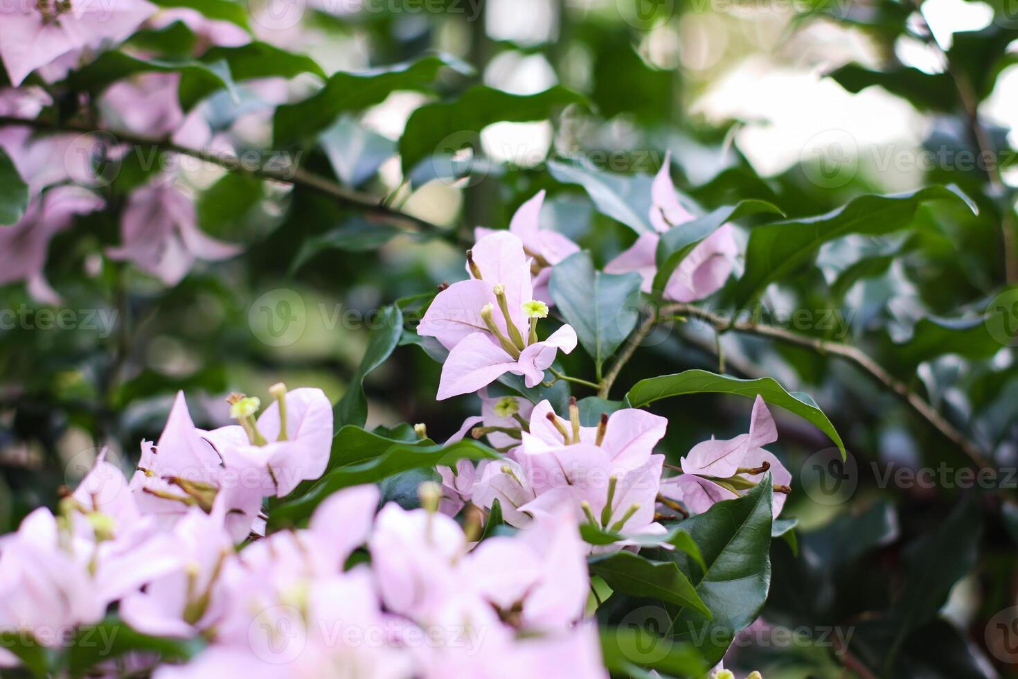 close up view of beautiful bougainvillea flowers in indonesian garden photo