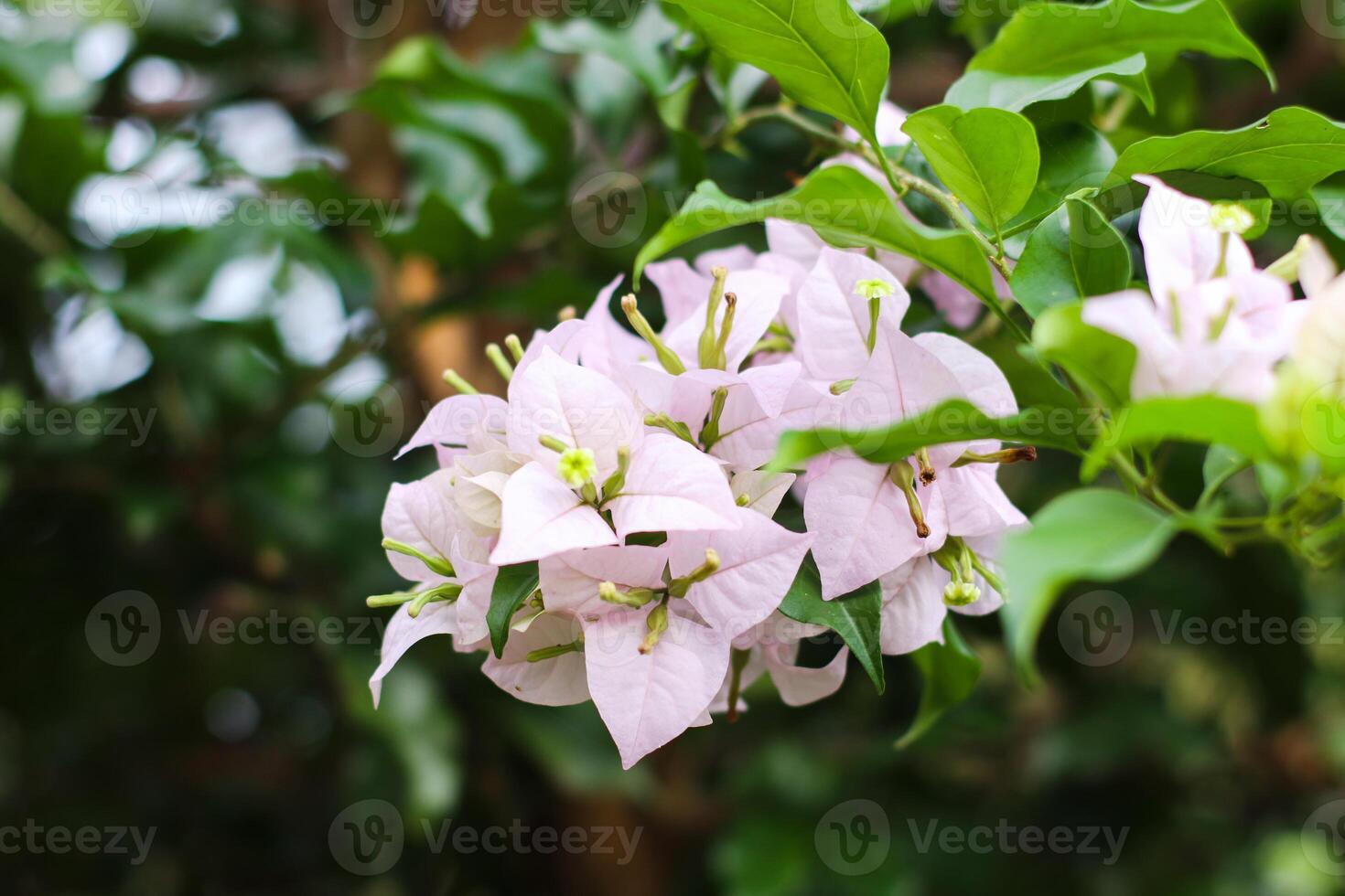 close up view of beautiful bright white bougainvillea photo