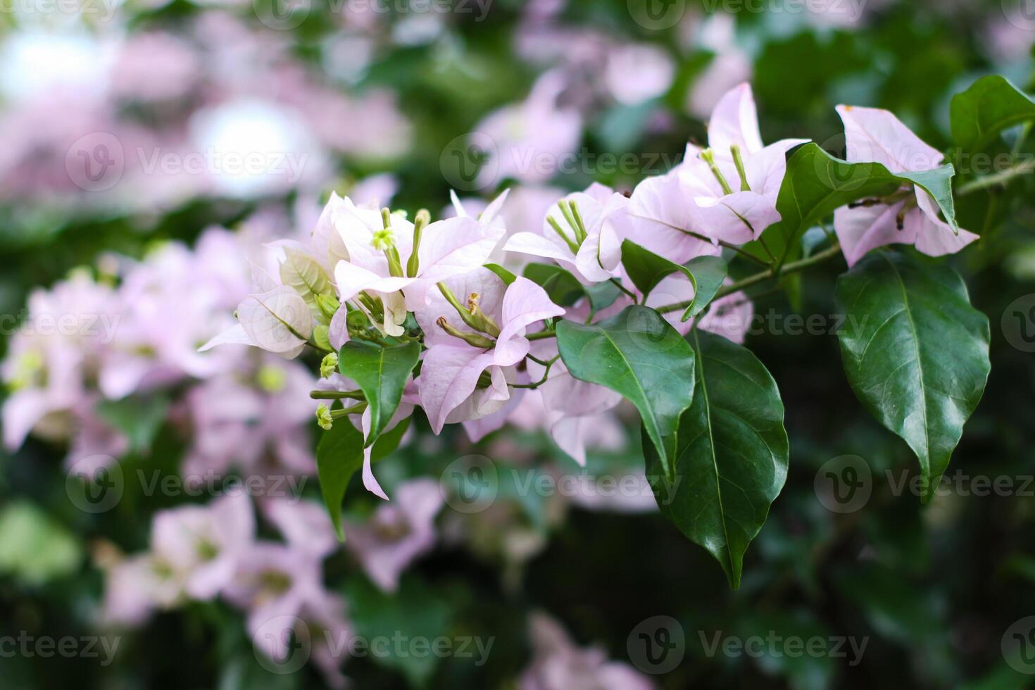 close up photo of beautiful light purple paper flowers in an Indonesian garden