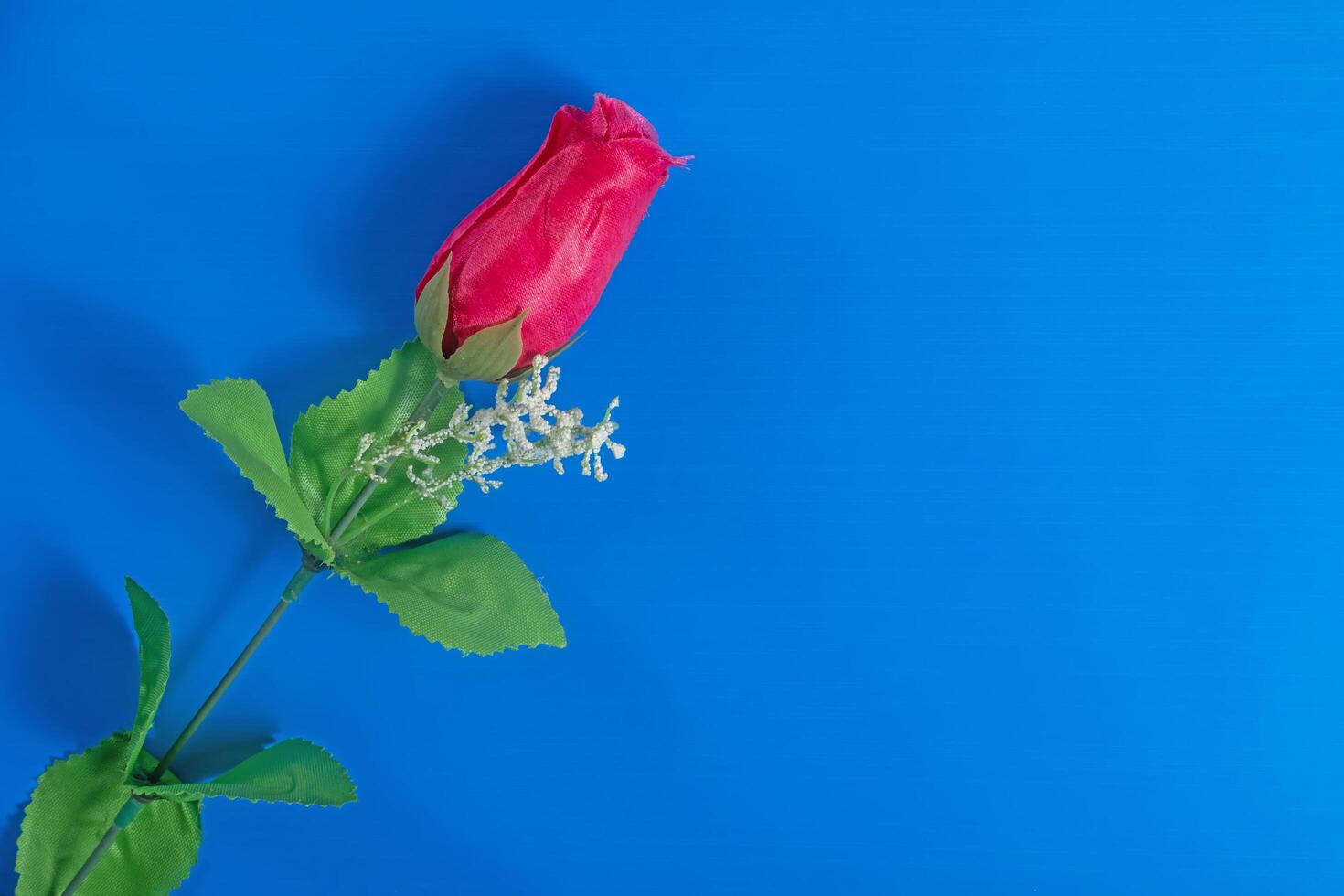 Bright pink rose on a blue background highlights vibrant colors. photo