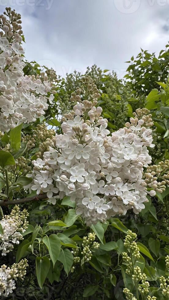 White lilac flowers on the branches of a tree in the garden photo