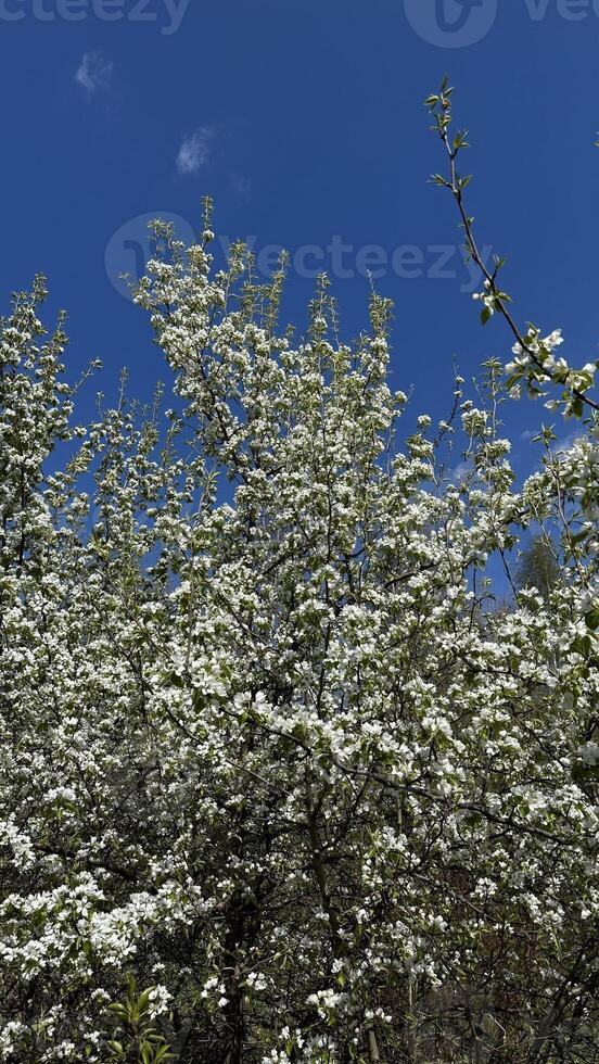 White flowers of apple trees in spring on a background of blue sky photo