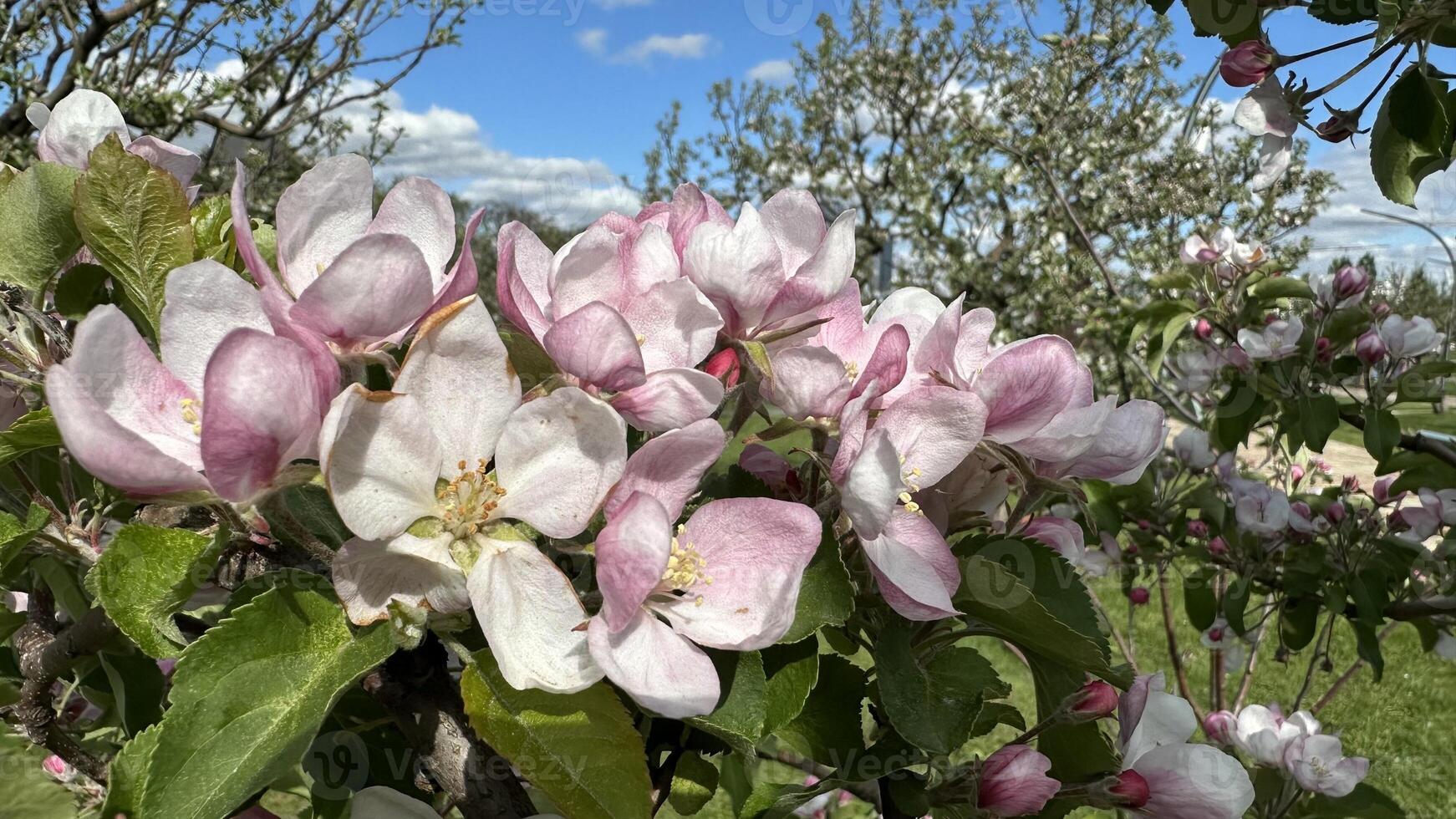 Blossoming apple tree in spring, close-up of the flowers photo