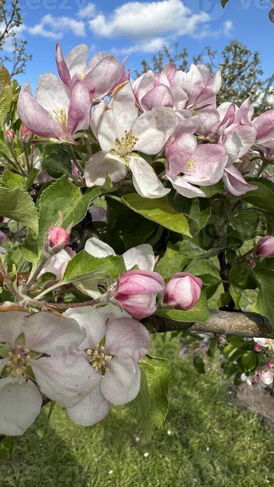 Blossoming branch of apple tree with pink flowers on a sunny day photo