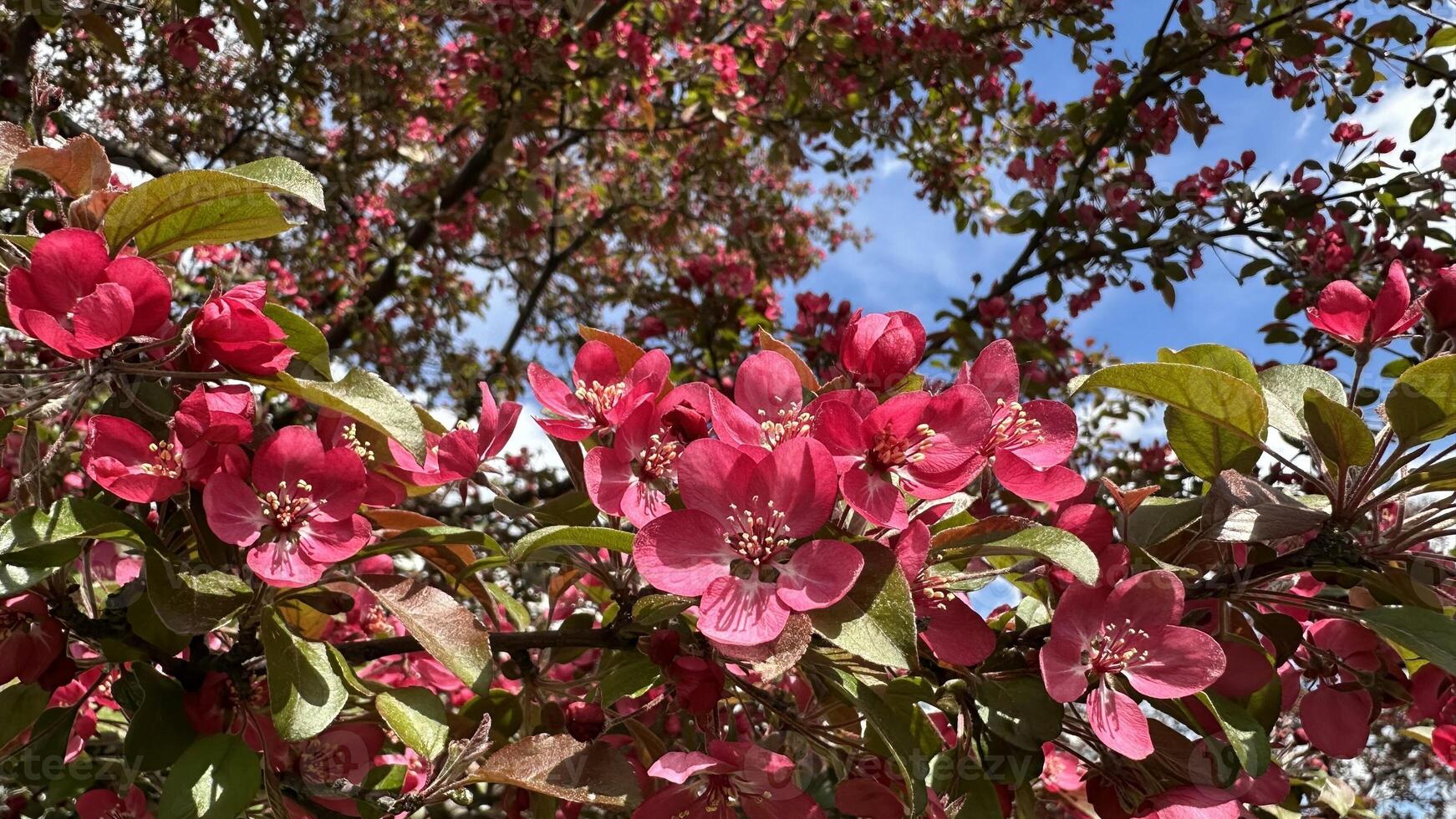 Pink flowers of an apple tree on a background of blue sky. photo