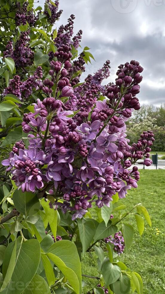 Purple lilac flowers on the background of green leaves and a cloudy sky photo