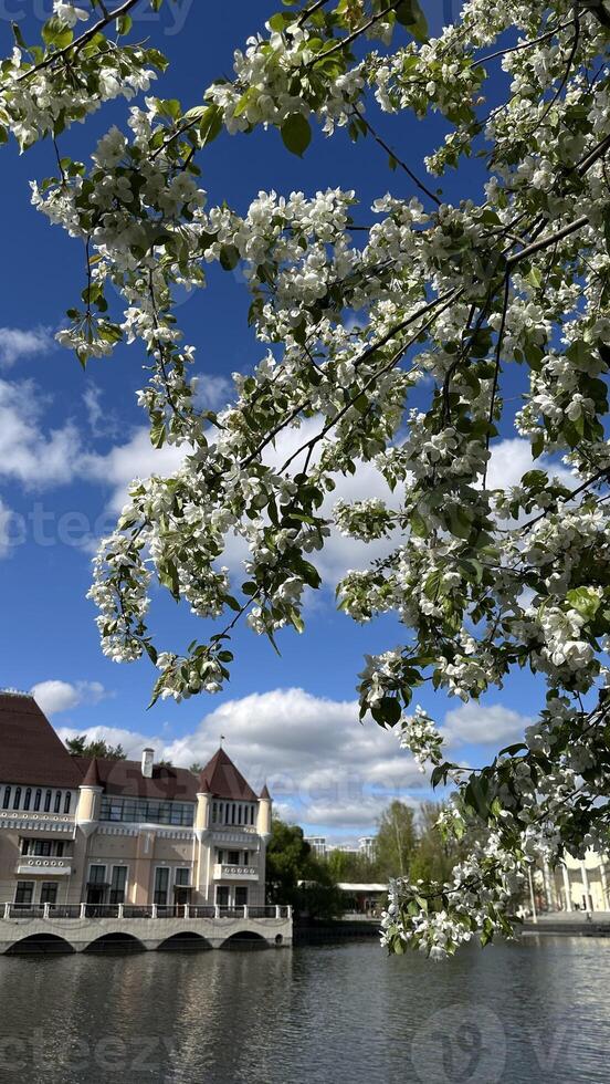 Blossoming branch of apple tree on the background of blue sky photo