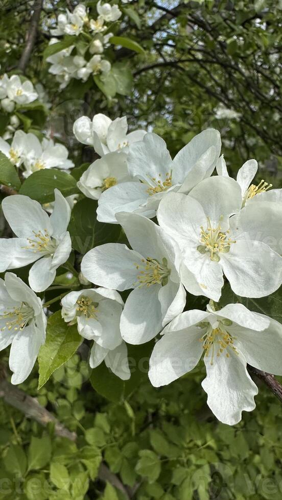 Apple blossom in spring, closeup of white flowers on branch photo