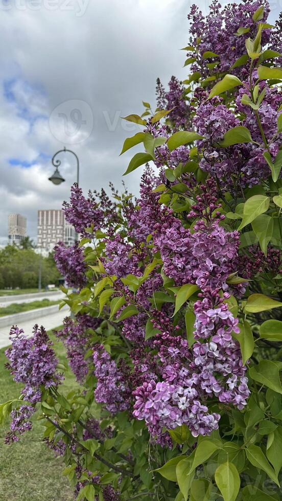 Branch of lilac flowers on a background of the city. photo