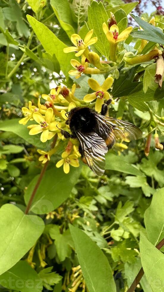 Bumblebee on a yellow flower collecting nectar in the garden photo
