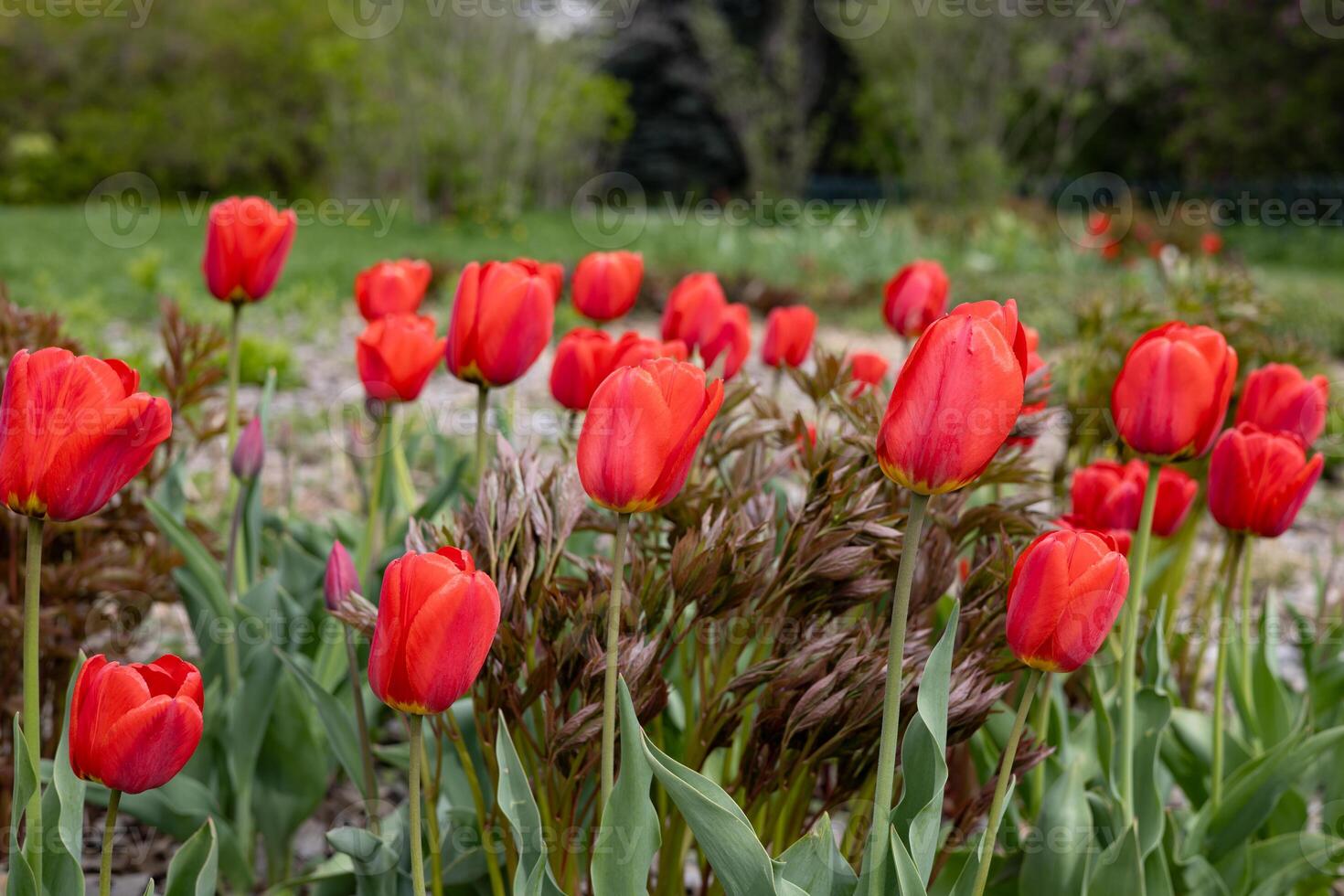 Red tulips in the garden. Spring flowers in the garden.Blooming time lapse photo