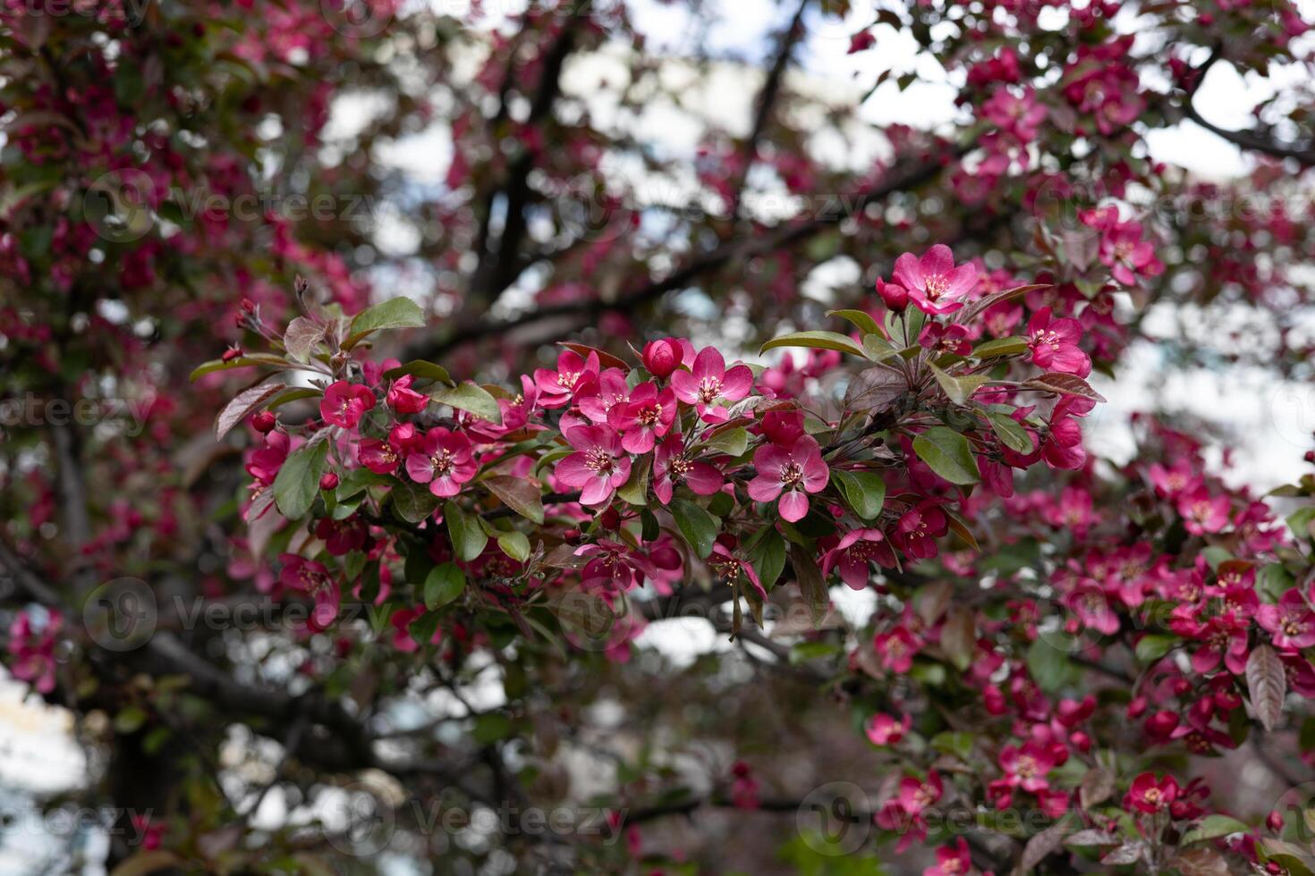 Blossoming branch of apple tree with pink flowers in spring. photo