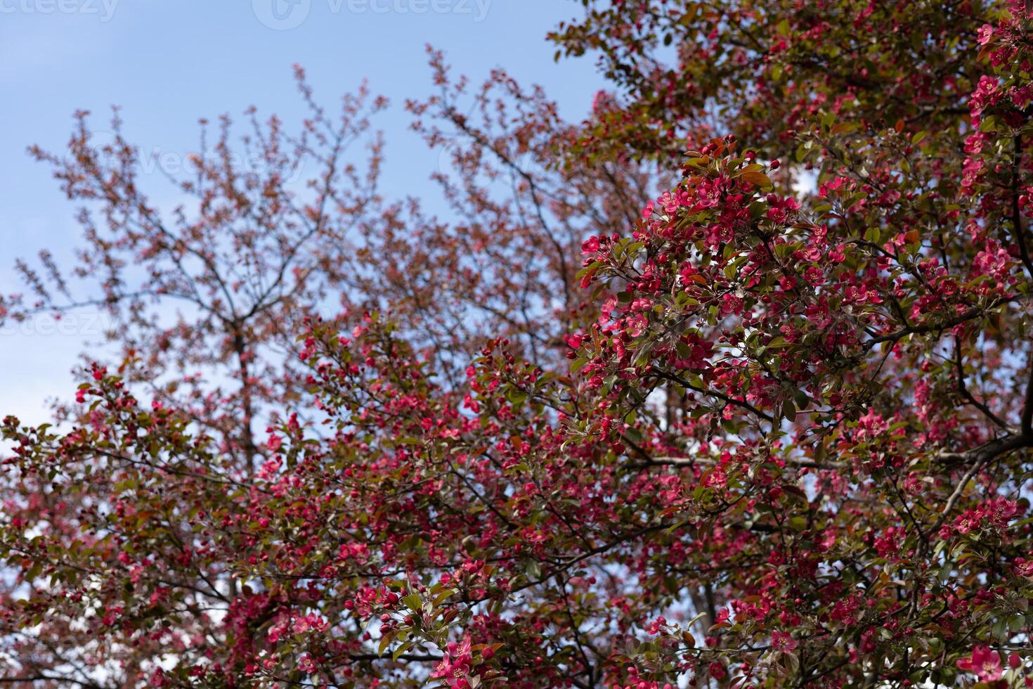 Beautiful pink flowers on the branches of a blossoming tree. photo