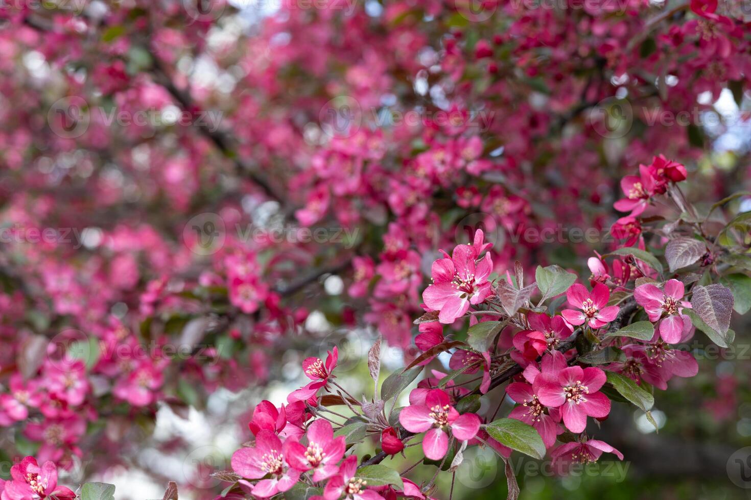 Chinese flowering crab-apple tree with pink flowers on a spring day.Blooming time lapse photo