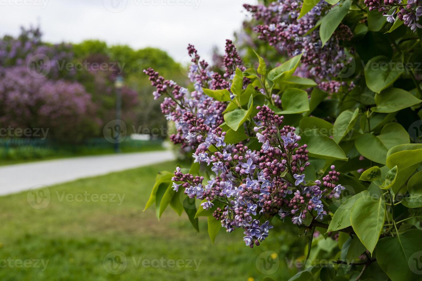 Branch of lilac flowers on a background of green grass.Blooming time lapse photo